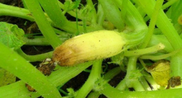 Proč vaječníky cukety hnijí a co dělat?